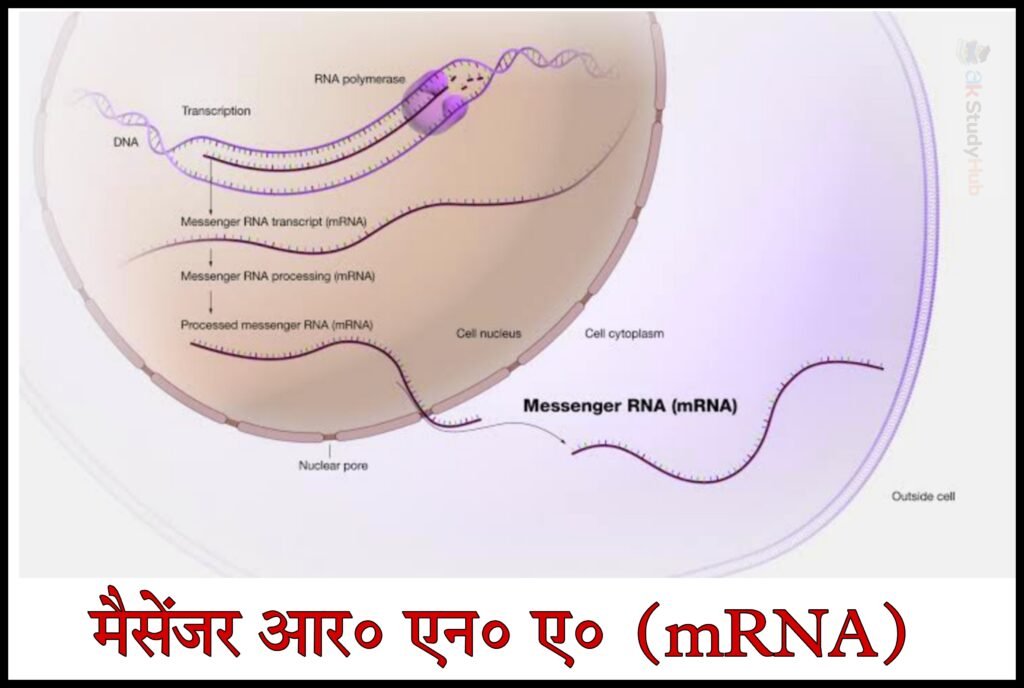 RNA क्या है | RNA कितने प्रकार के होते है , RNA के लक्षण - RNA Full Form 2022