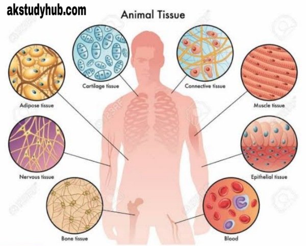 What is Tissues ऊतक क्या है | Types is Tissues ऊतकों के प्रकार